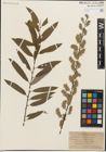 Foto von Salix humilis Marshall x Salix sericea Marshall